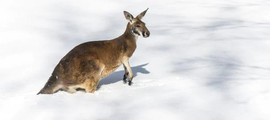 Where To See Snow In Australia This Winter